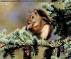 Κόκκινο σκίουρο σε ένα δέντρο